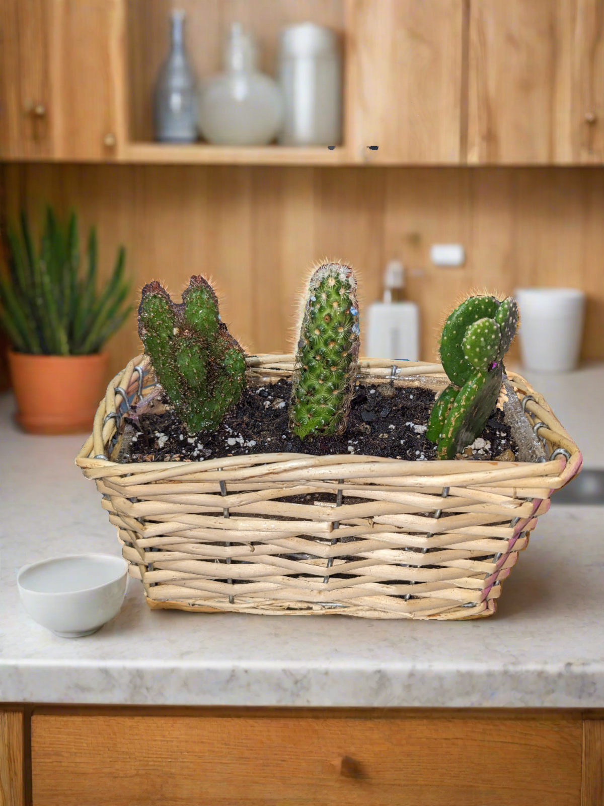 Triple Cactus Mini Basket