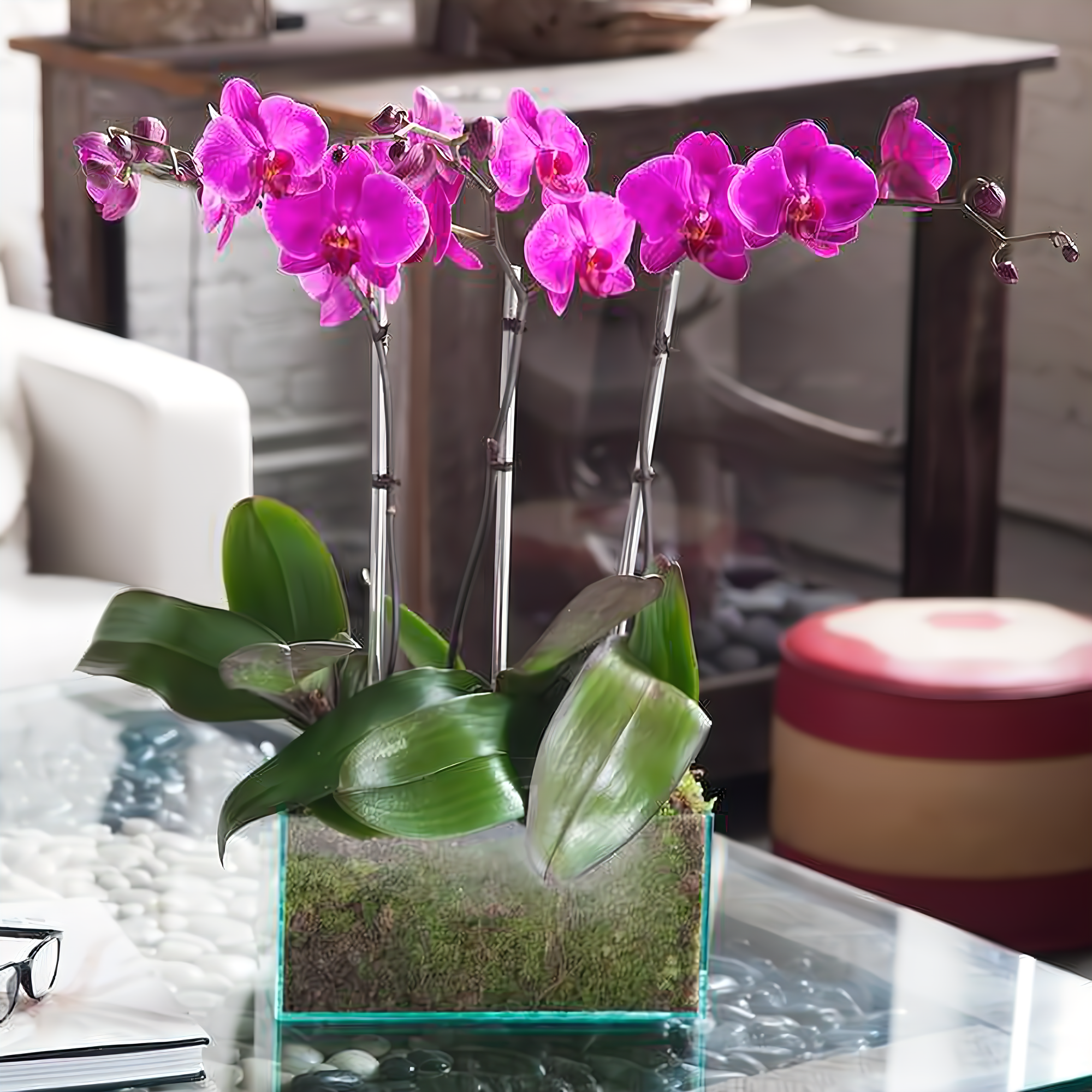 Manhattan Flower Delivery - Four Purple Phalaenopsis Orchid - Plants
