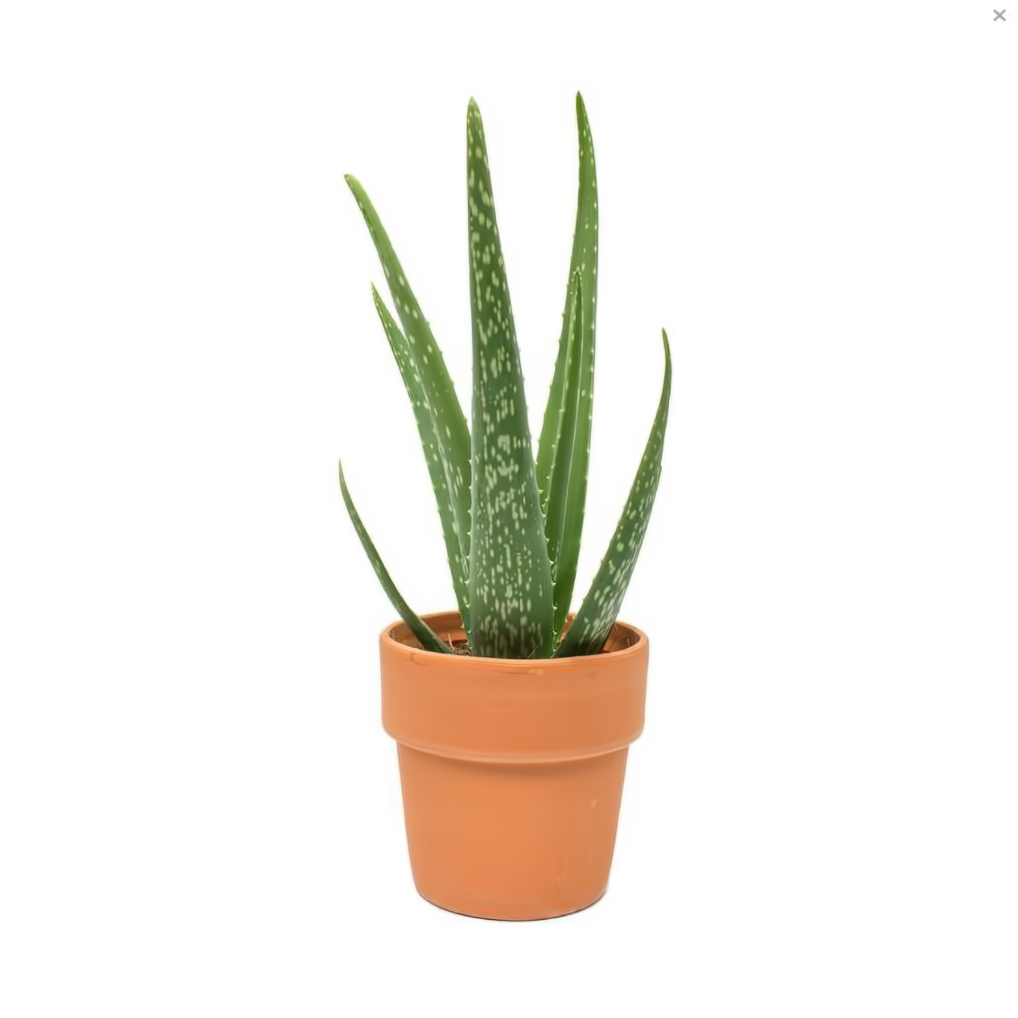 Manhattan Flower Delivery - Aloe Vera Plant In Clay Pot - Plants