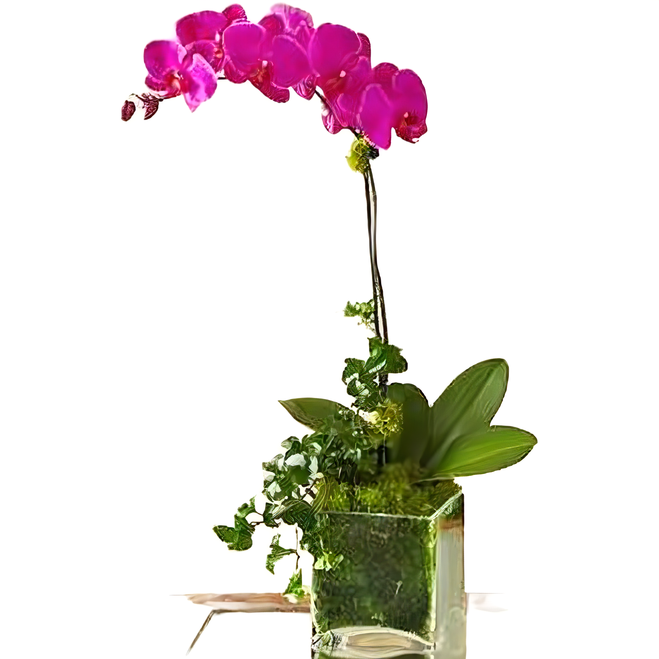 Manhattan Flower Delivery - Purple Phalaenopsis Orchid - Plants
