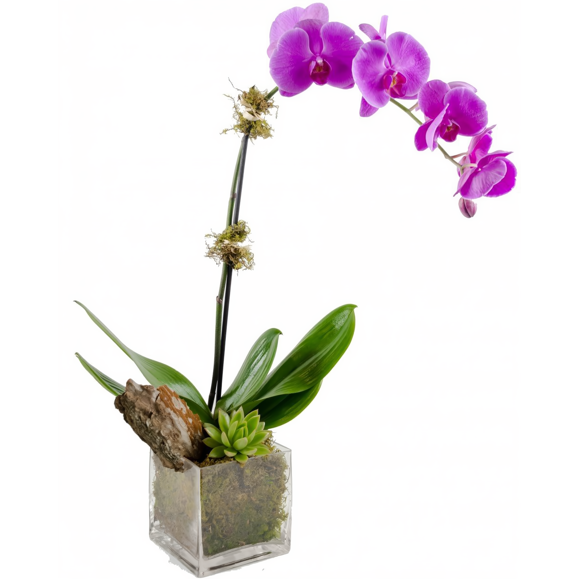 Manhattan Flower Delivery - Purple Phalaenopsis Orchid w/ Succulent Plant - Plants