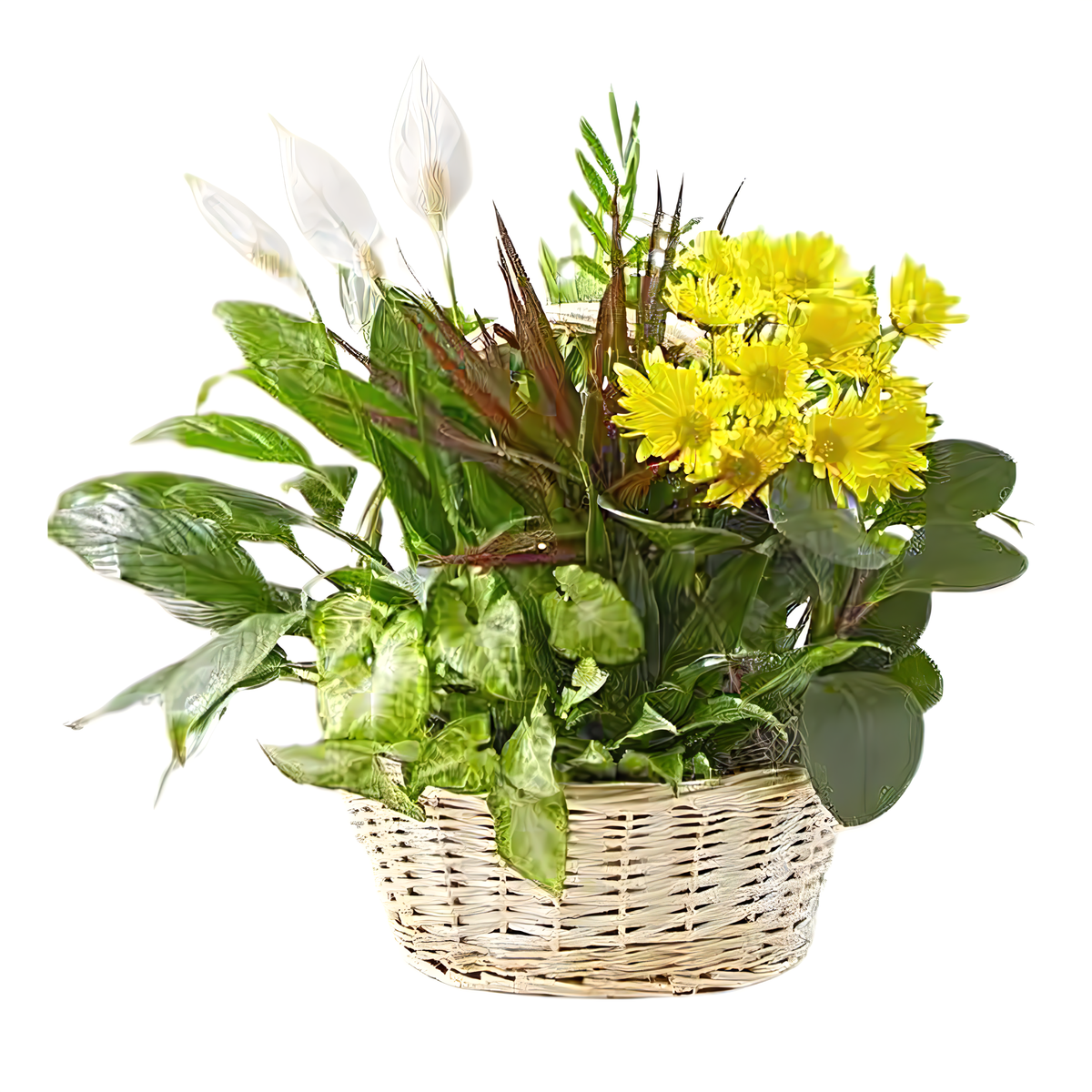Manhattan Flower Delivery - With Love Dish Garden &amp; Fresh Cut Flowers - Funeral &gt; For the Home