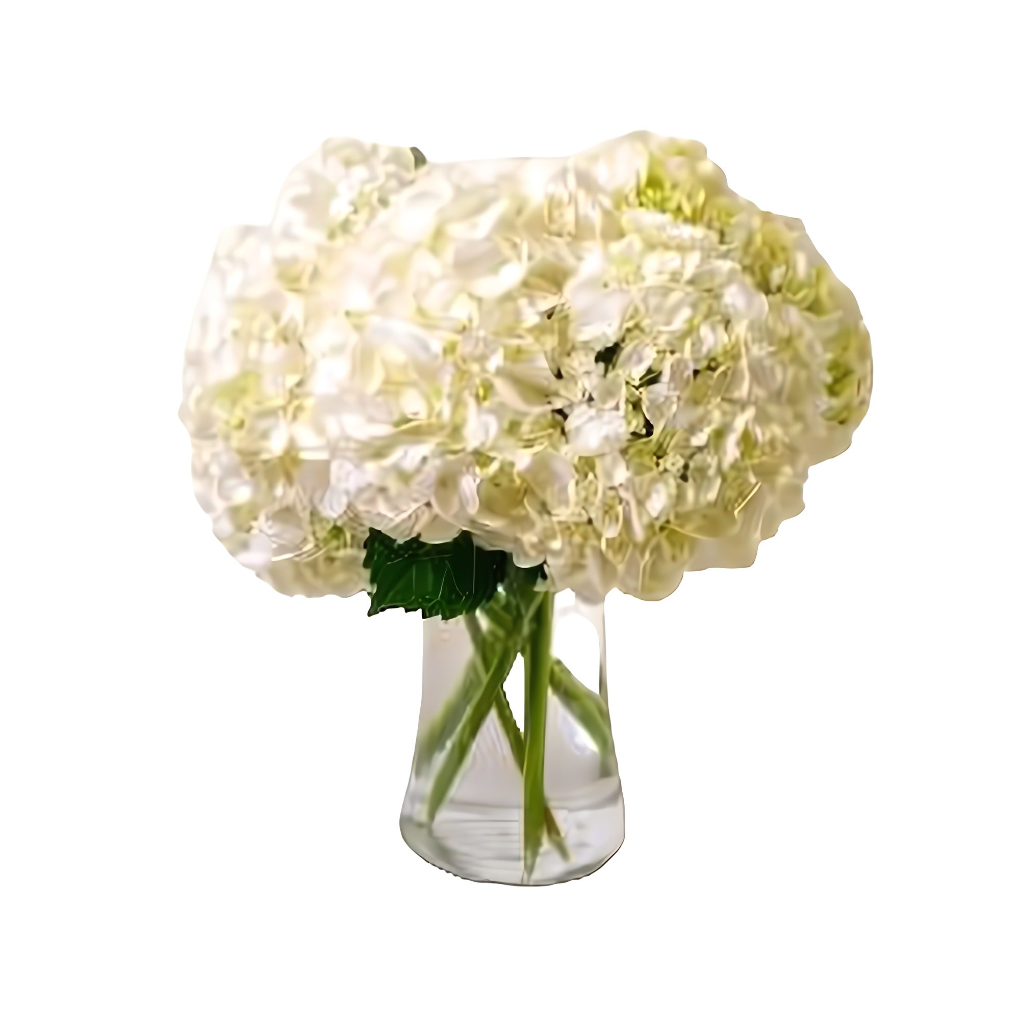 Manhattan Flower Delivery - Fluffy Hydrangea Bouquet - Occasions > Anniversary