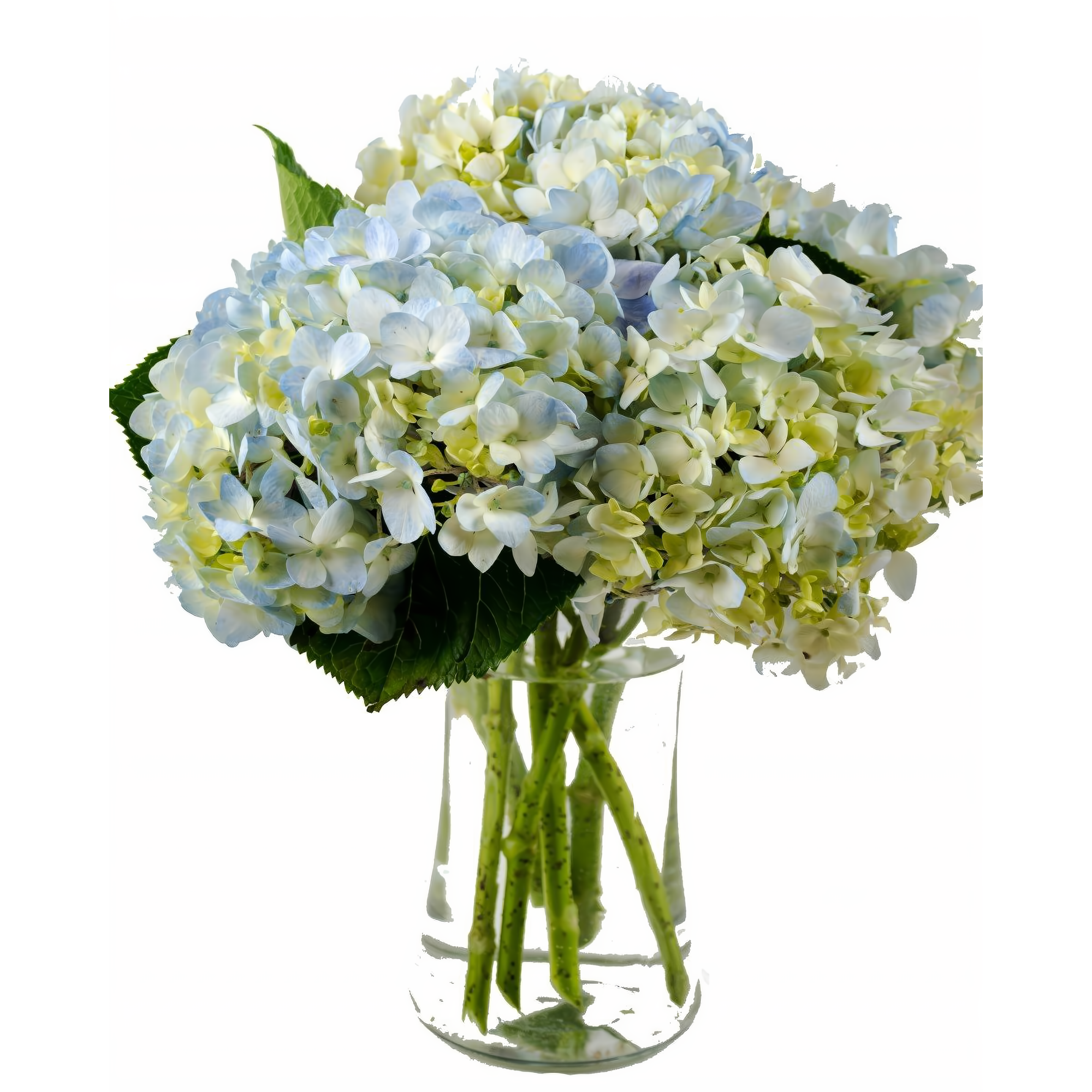 Manhattan Flower Delivery - Clear Blue Hydrangea Bouquet - Occasions > Anniversary