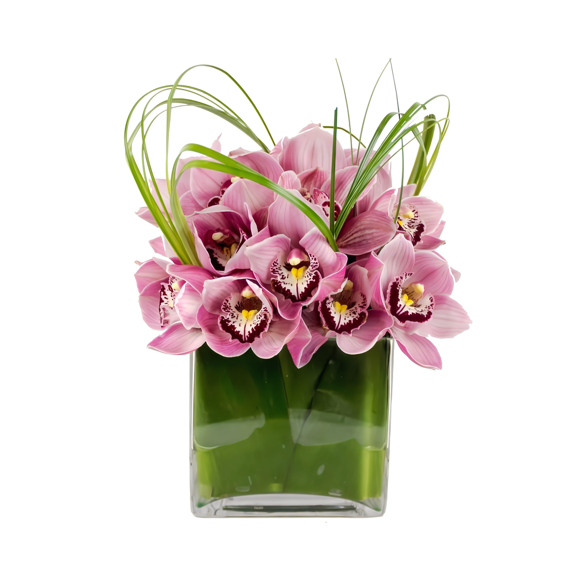 Queens Flower Delivery - Pink Cymbidium Cube