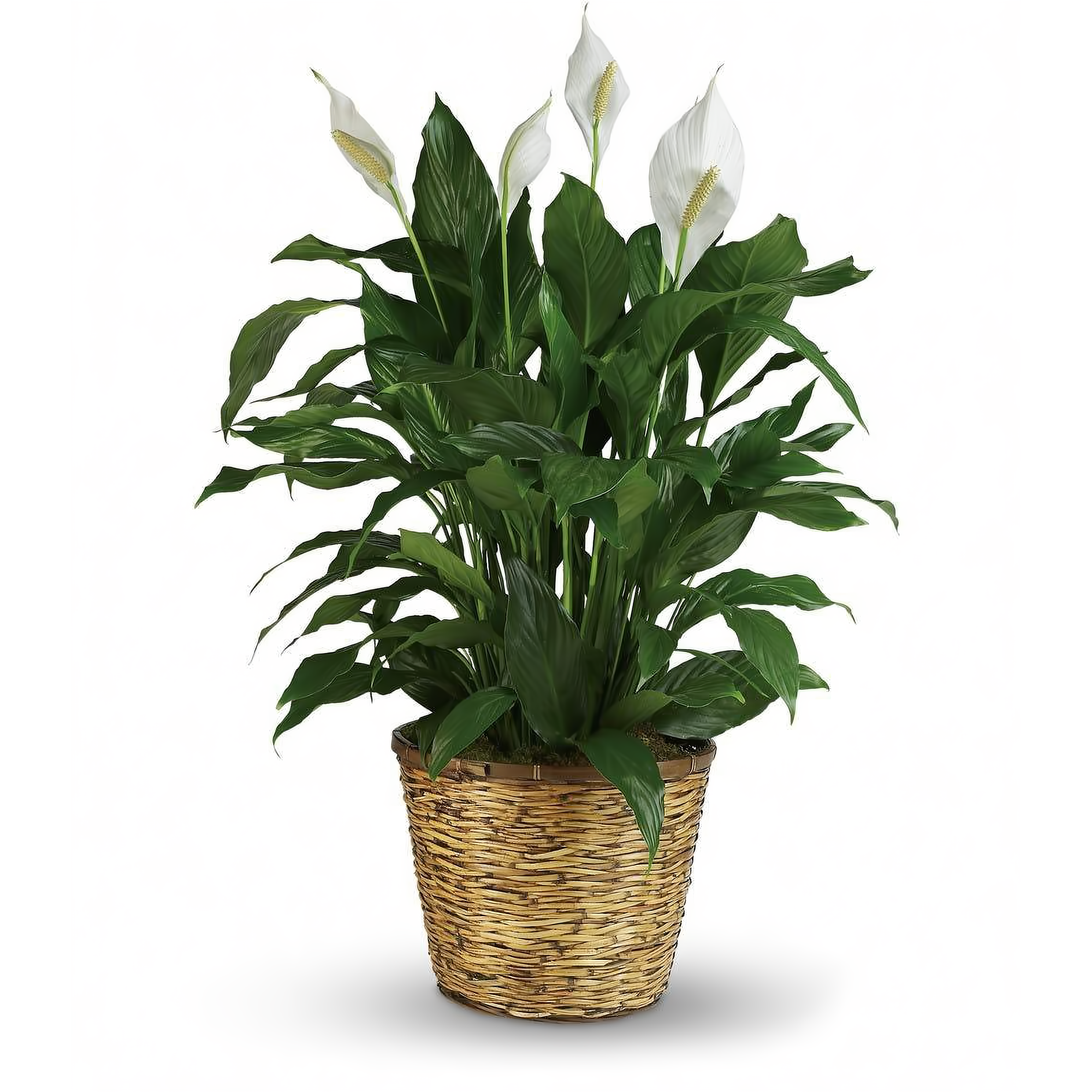 Manhattan Flower Delivery - Spathiphyllum Plant Peace Lily - Plants