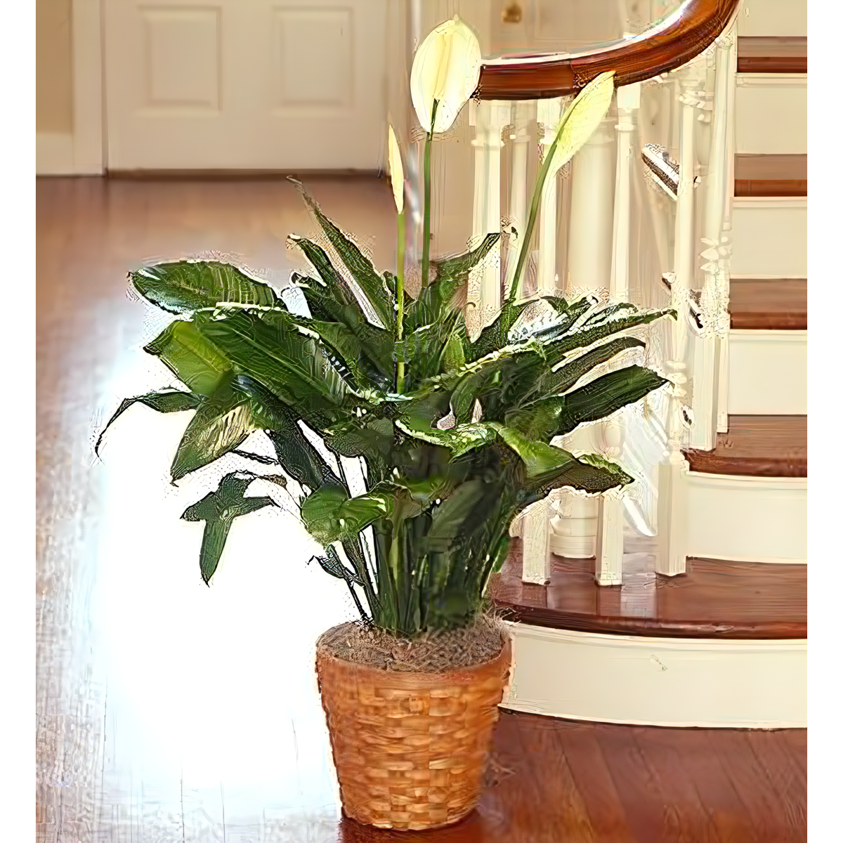 Manhattan Flower Delivery - Spathiphyllum Plant for Sympathy - Plants