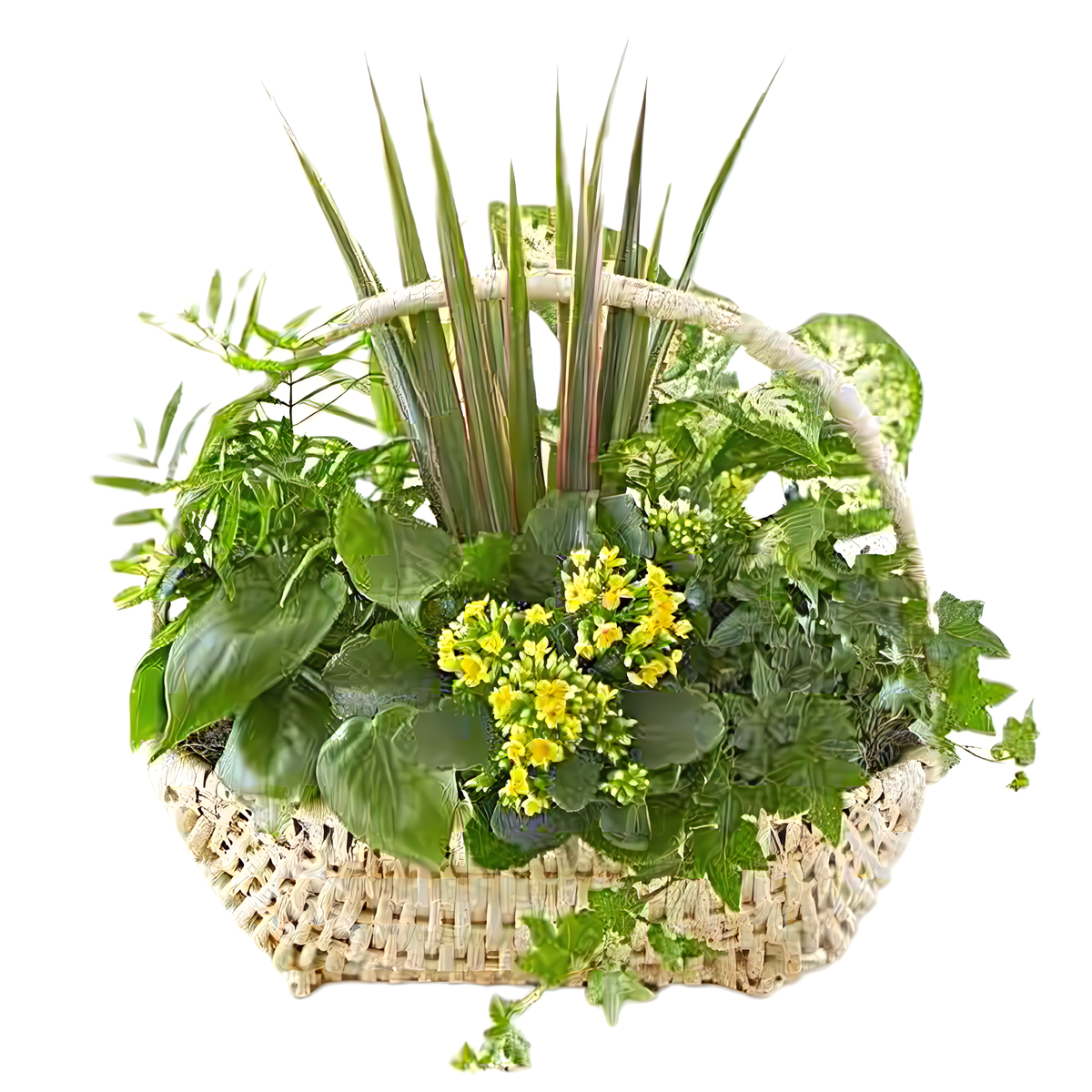Manhattan Flower Delivery - Thinking of You Dish Garden - Plants