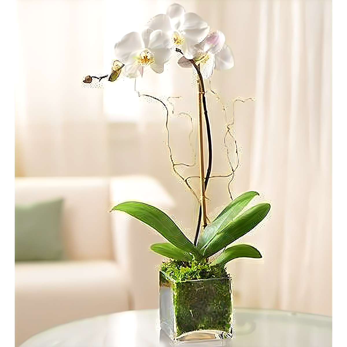 Manhattan Flower Delivery - White Phalaenopsis Orchid for Sympathy - Plants