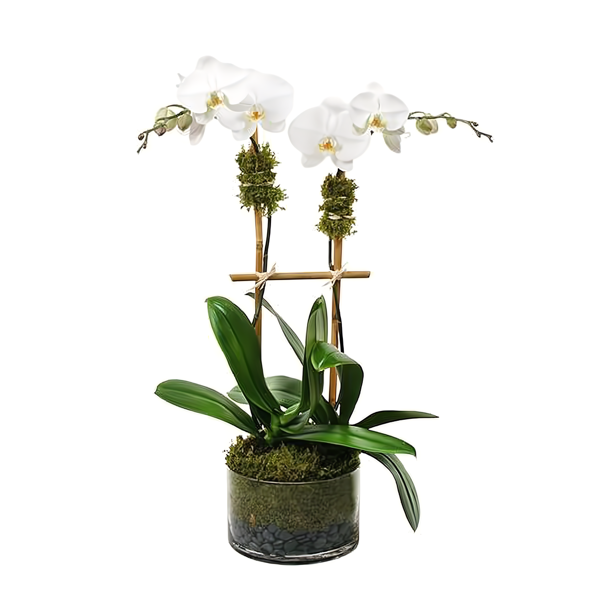 Manhattan Flower Delivery - Double White Phalaenopsis Orchid - Plants