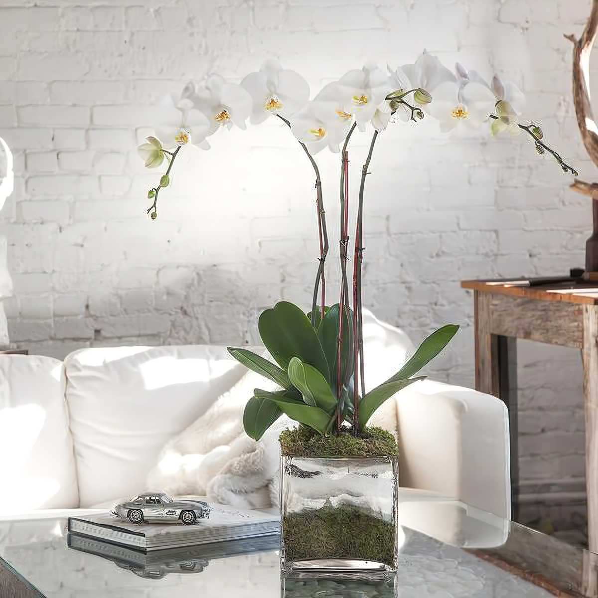 Manhattan Flower Delivery - Triple White Phalaenopsis Orchid - Plants
