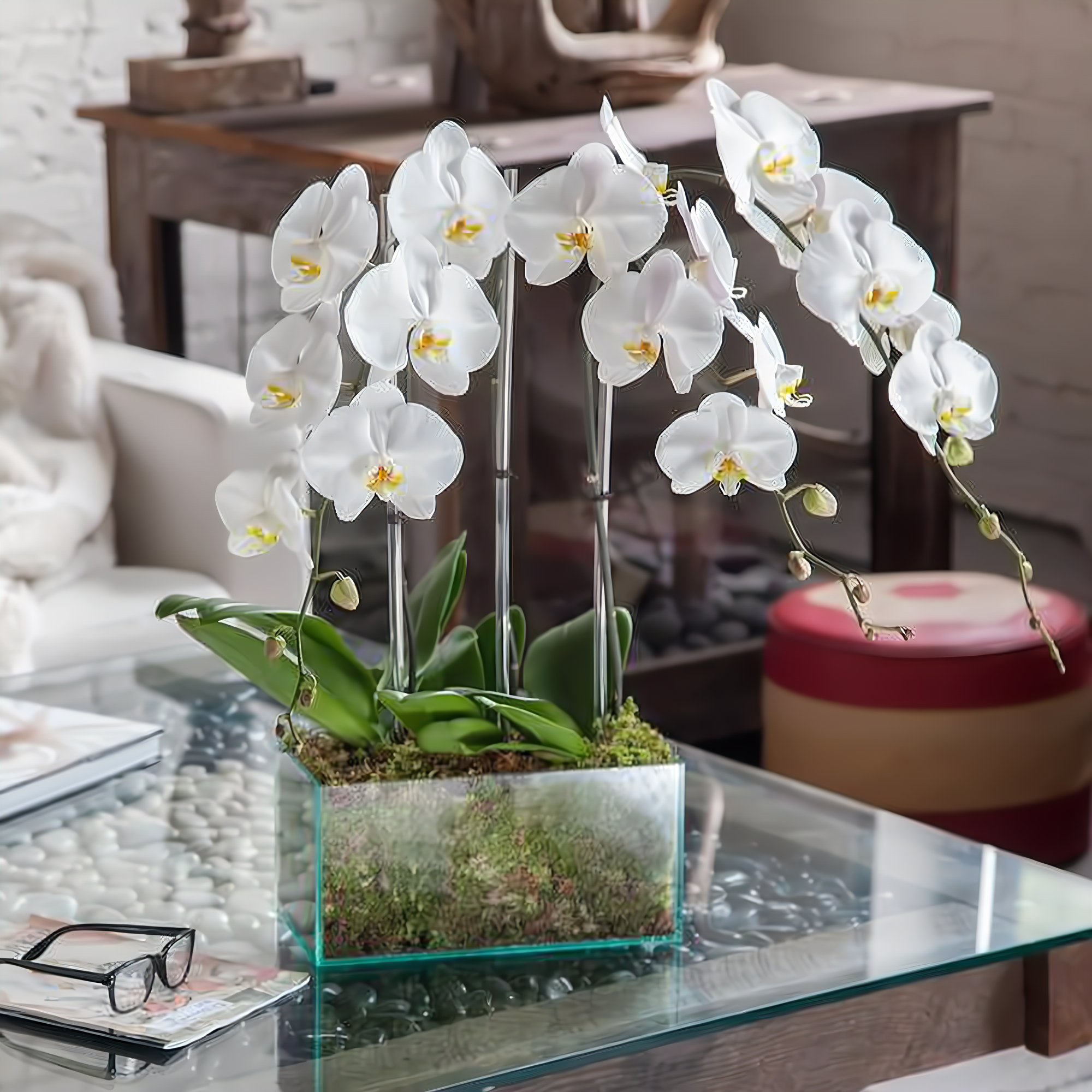 Manhattan Flower Delivery - Four White Phalaenopsis Orchid - Plants