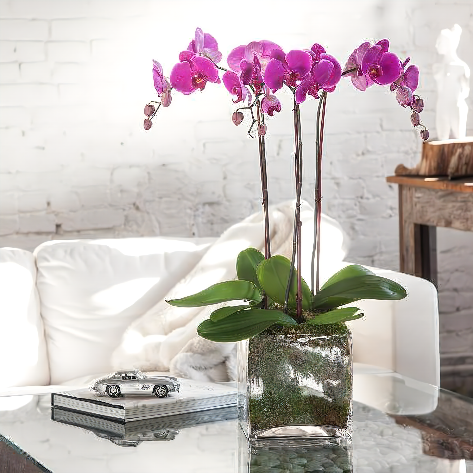 Manhattan Flower Delivery - Triple Purple Phalaenopsis Orchid - Plants