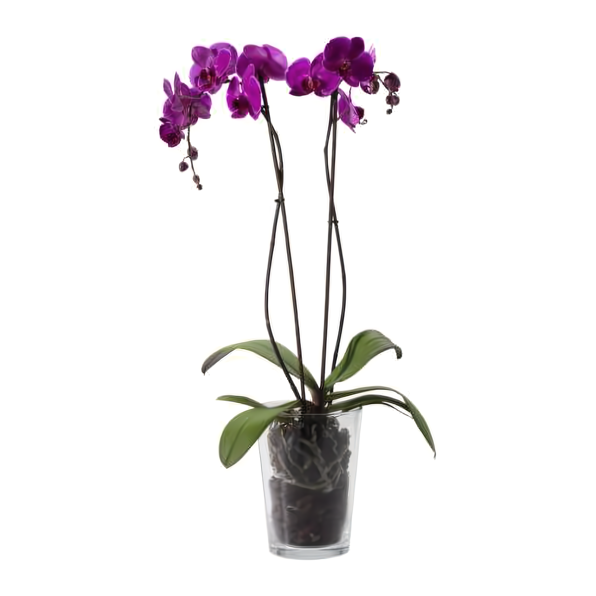Manhattan Flower Delivery - Double Purple Phalaenopsis Orchid - Plants