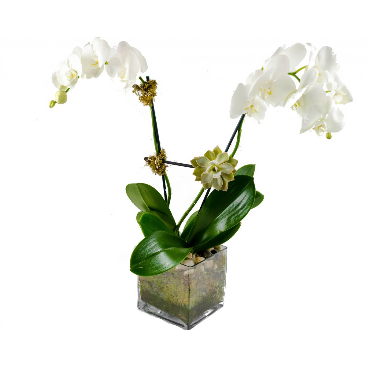 Manhattan Flower Delivery - Double White Phalaenopsis Orchid w/ Succulent Plant - Plants