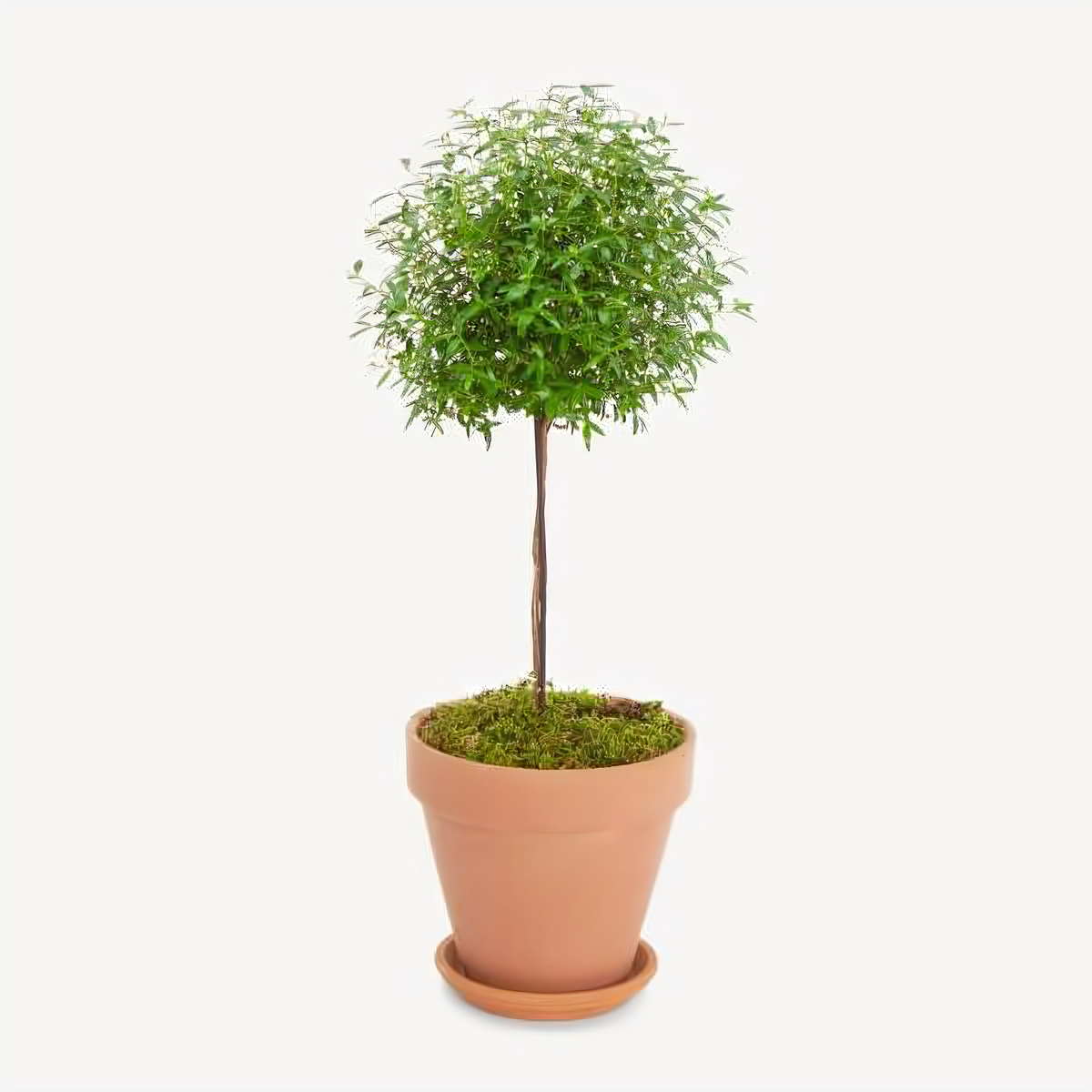 Manhattan Flower Delivery - Myrtle Topiary Tree In Clay Pot - Plants