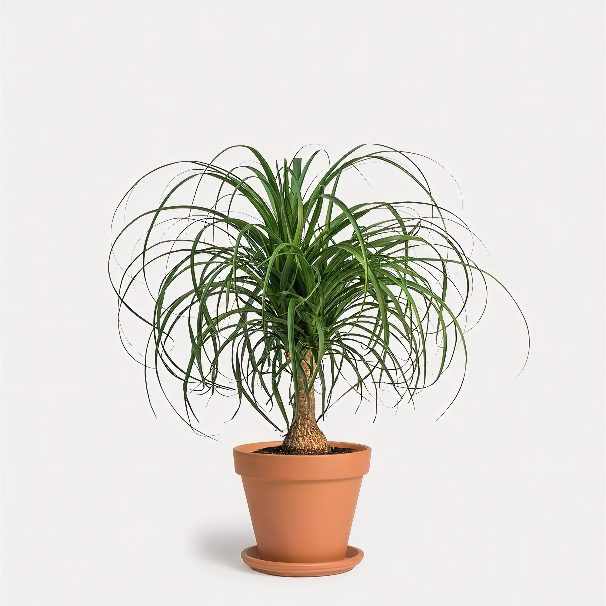 Manhattan Flower Delivery - Pony Tail Palm In Clay Pot - Plants