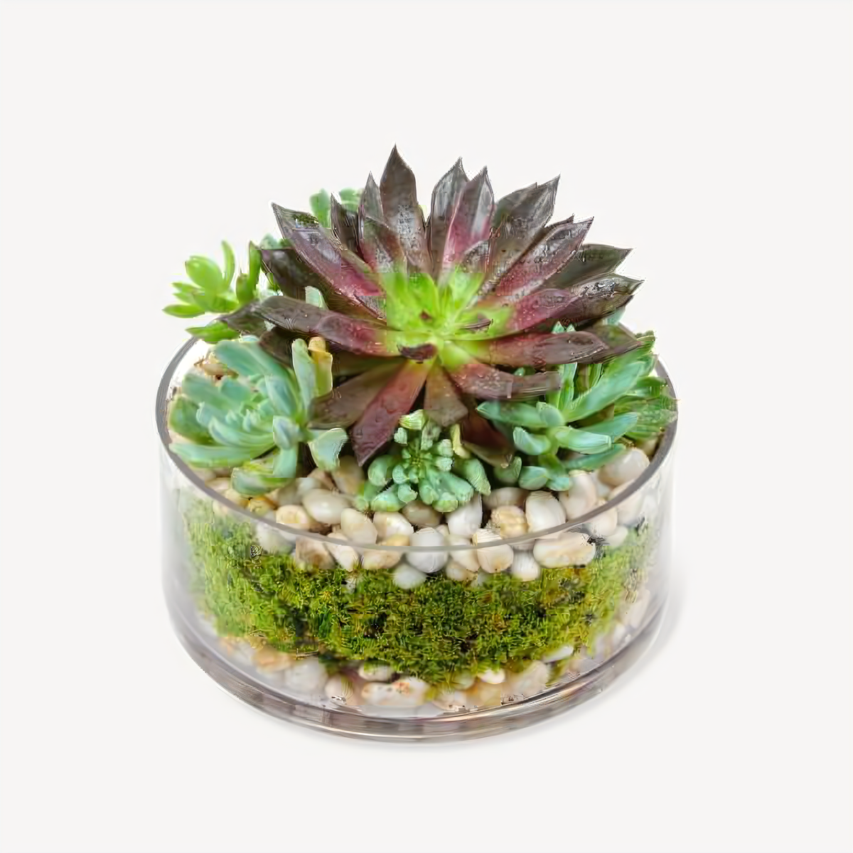 Manhattan Flower Delivery - Succulent Dish Garden In Round Glass - Plants
