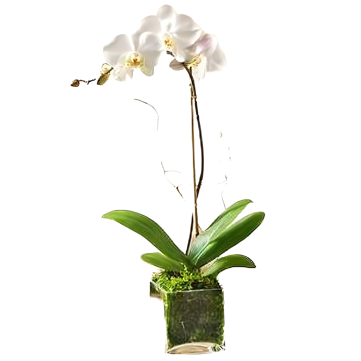 Manhattan Flower Delivery - White Phalaenopsis Orchid - Plants