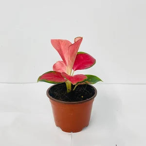 Aglaonema Pink plant in a 6 inch terracotta pot.