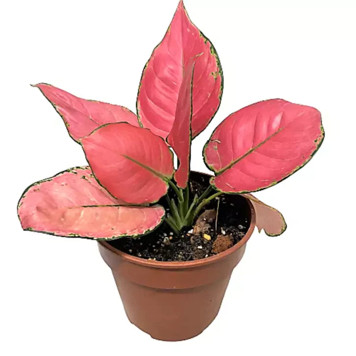 Aglaonema Red plant in 6 inch terracotta pot.