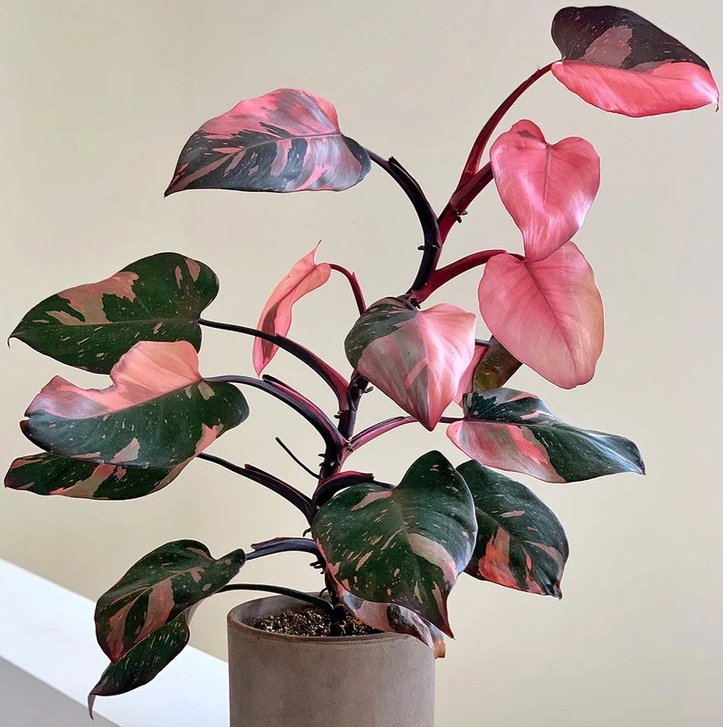 Philodendron &quot;Pink Princess&quot; in 6&quot; Clay Pot