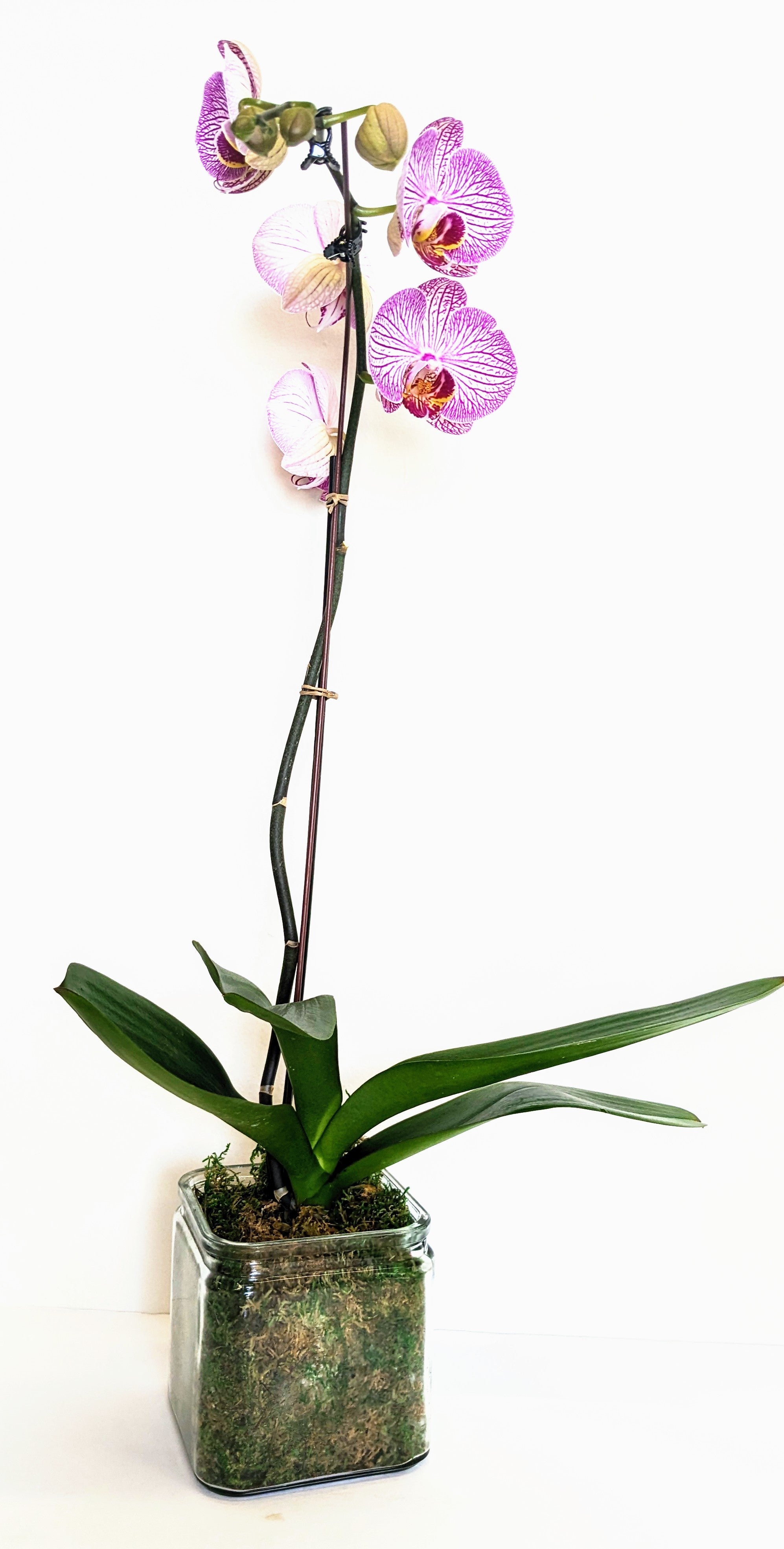 Purple Swirl Phalaenopsis Orchid